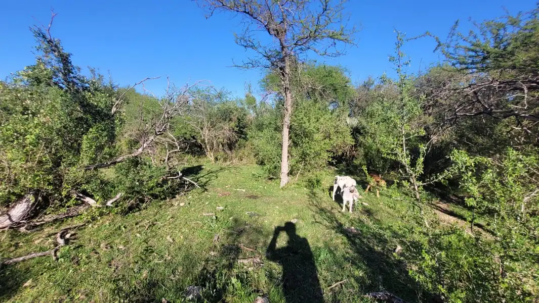 Foto de Gran Remate de Campo 100% DERECHOS Y ACCIONES