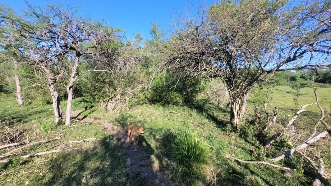 Foto de Gran Remate de Campo 100% DERECHOS Y ACCIONES